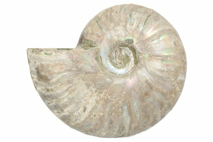 Silver, Iridescent Ammonite Fossil - Madagascar #191918